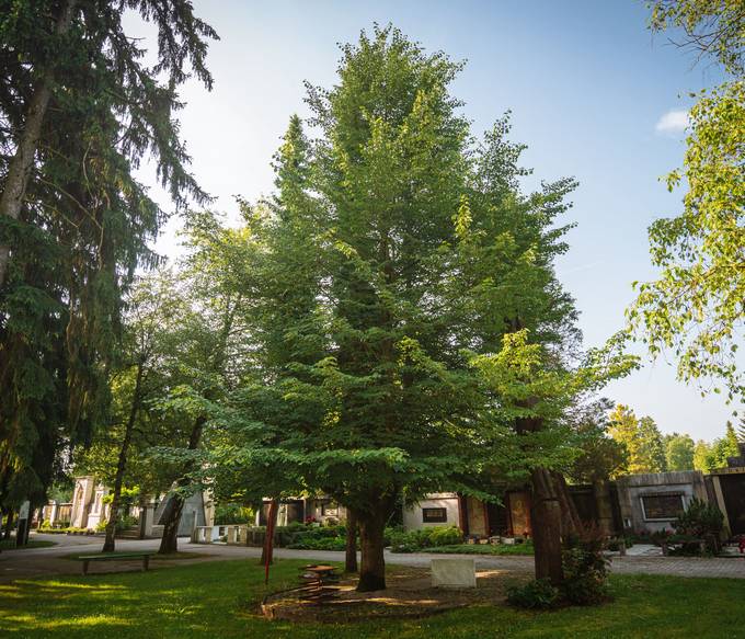 Lipa sprave ob 30. obletnici posaditve